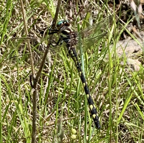 Delta-spotted Spiketail