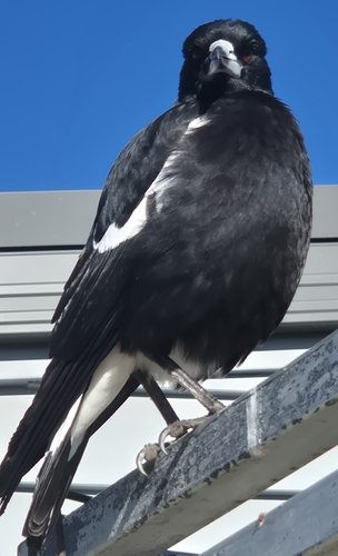 Australian Magpie
