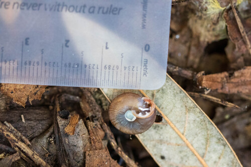 Angulate Woodlandsnail