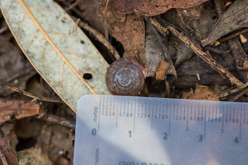 Angulate Woodlandsnail