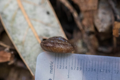 Angulate Woodlandsnail