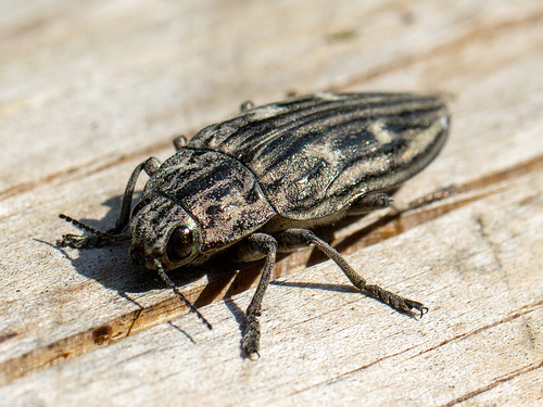 Pine-borer