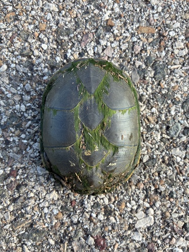 Yellow Mud Turtle
