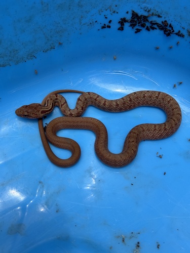 Japanese Four-lined Ratsnake