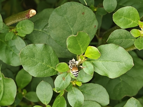 Red Dwarf Honey Bee