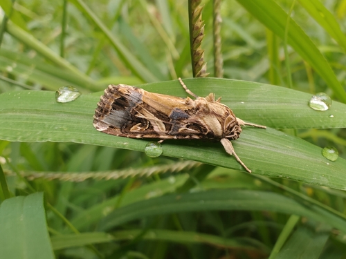 Oriental leafworm moth