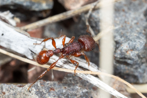 Pogonomyrmex imberbiculus