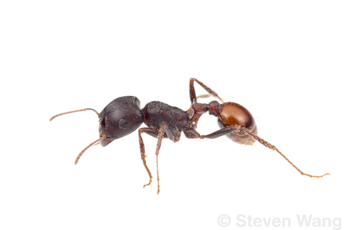 Rough Harvester Ant