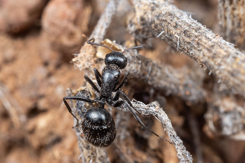 Camponotus ulcerosus