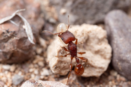 Pogonomyrmex imberbiculus