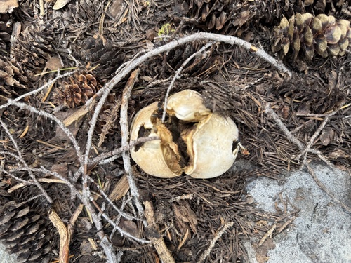 iNaturalist observation photo of Smoky Puffball