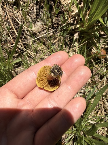 iNaturalist observation photo of Webcaps
