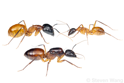 尖唇弓背蚁Camponotus acutirostris
