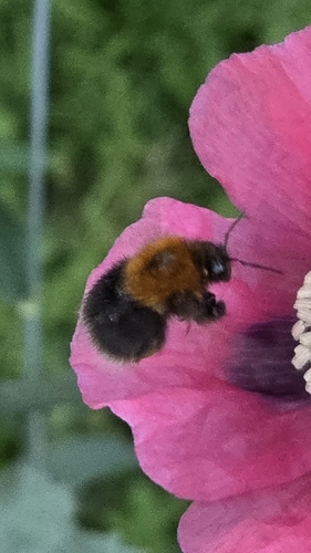 Tree Bumble Bee