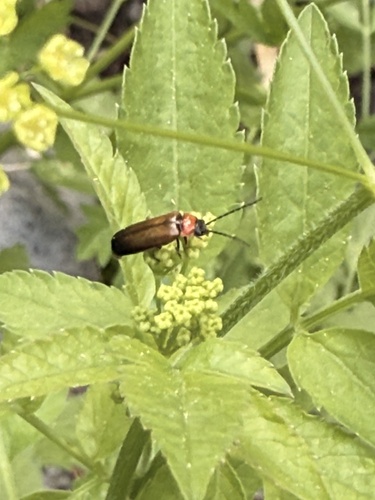 iNaturalist observation photo of Silini