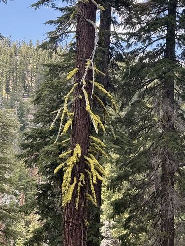 iNaturalist observation photo of wolf lichen