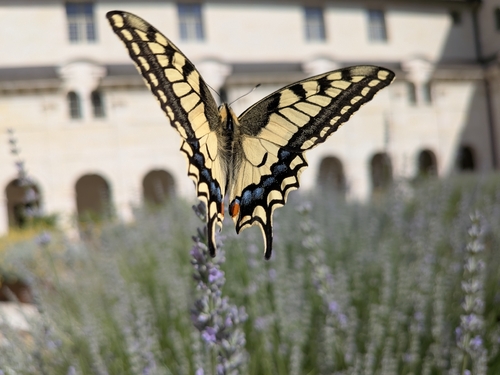 Old World Swallowtail