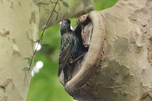 European Starling