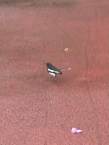 Oriental Magpie-Robin