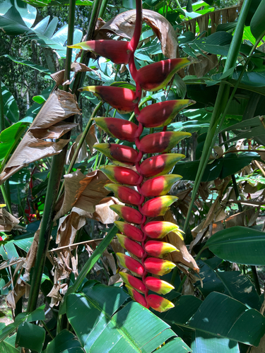 Hanging Lobster Claw Heliconia