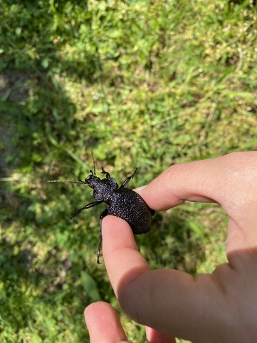 Carabus gigas