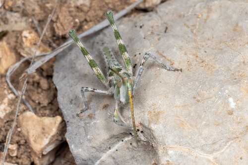 Texas Point-head Grasshopper