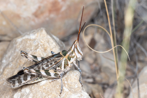 Texas Point-head Grasshopper