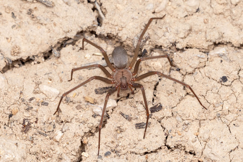 Big Bend Recluse