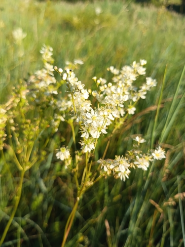 Dropwort