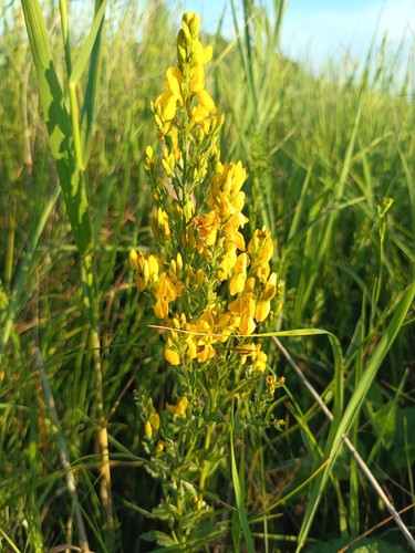 Dyer's Greenweed