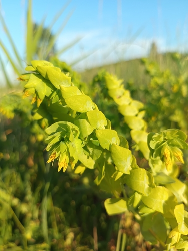 Lesser Honeywort
