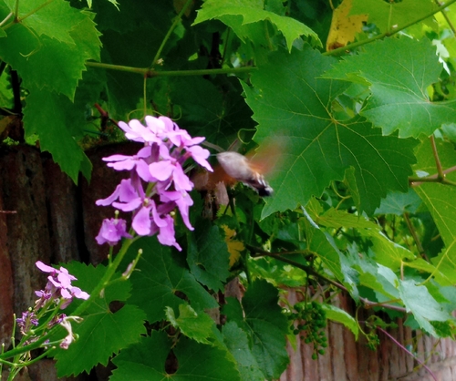 Eurasian Hummingbird Hawkmoth