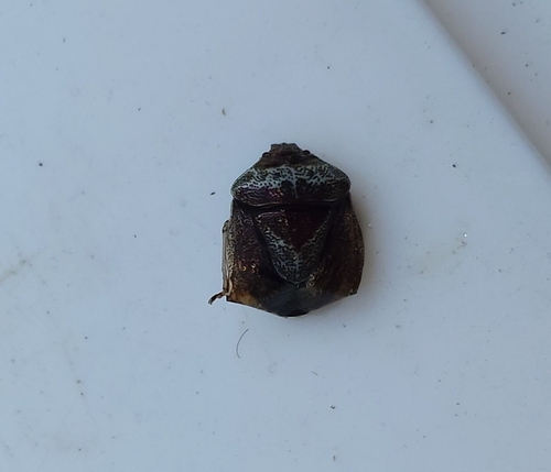 Woundwort Shield Bug