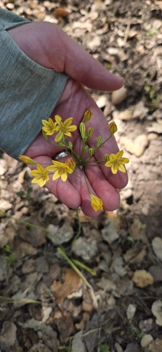 iNaturalist observation photo of triplet lilies