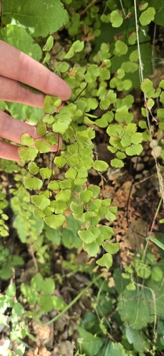 iNaturalist observation photo of maidenhair ferns