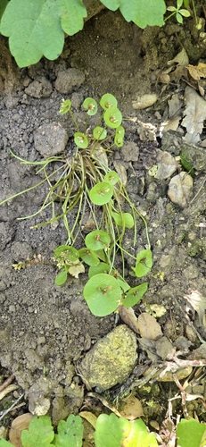iNaturalist observation photo of spring beauties