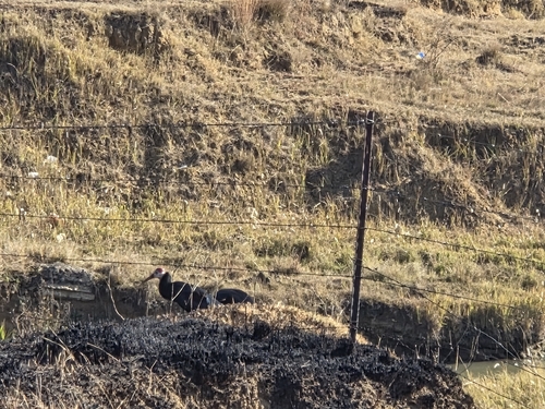 Southern Bald Ibis