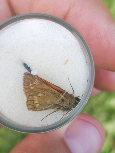 Large Skipper