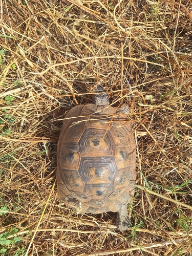 Greek Tortoise