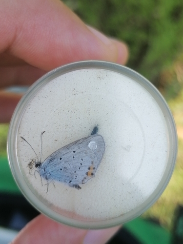 Short-tailed Blue