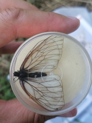 Black-veined White
