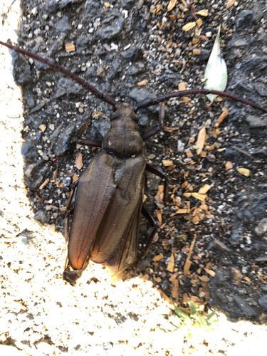 grain support beetle