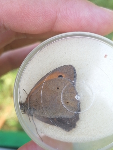 Meadow Brown