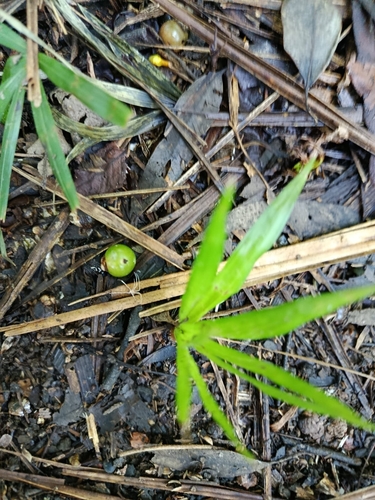 Euterpe edulis