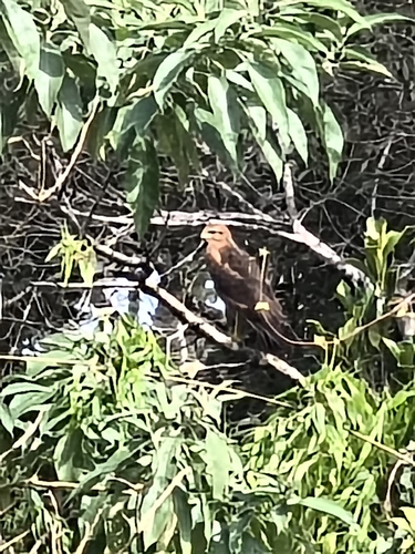 Savanna Hawk