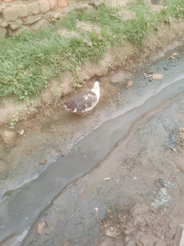 Muscovy Duck