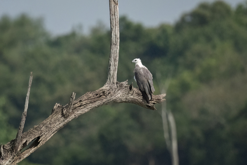 White-bellied Sea-Eagle