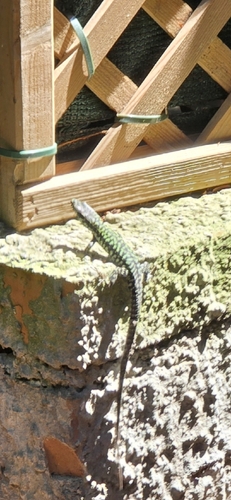 Common Wall Lizard
