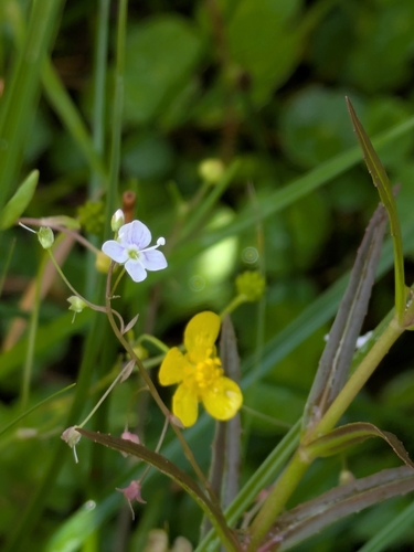 Marsh Speedwell