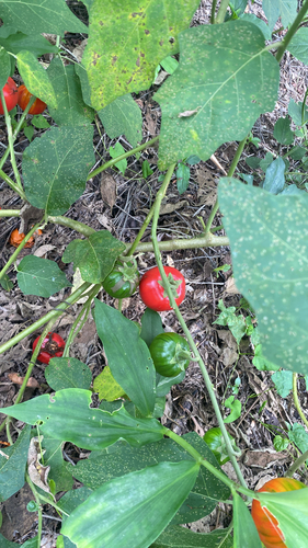 Ethiopian eggplant
